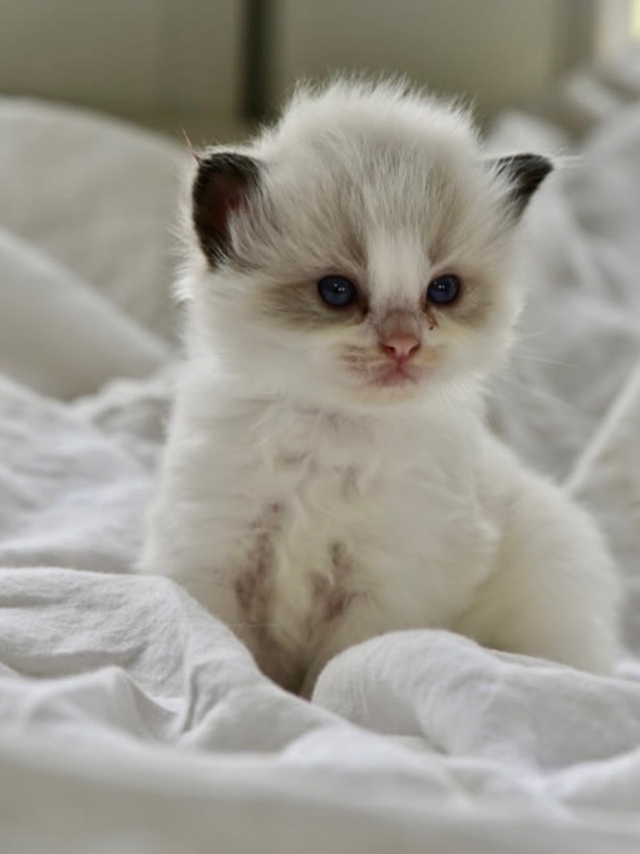 Cute Ragdoll Kitten